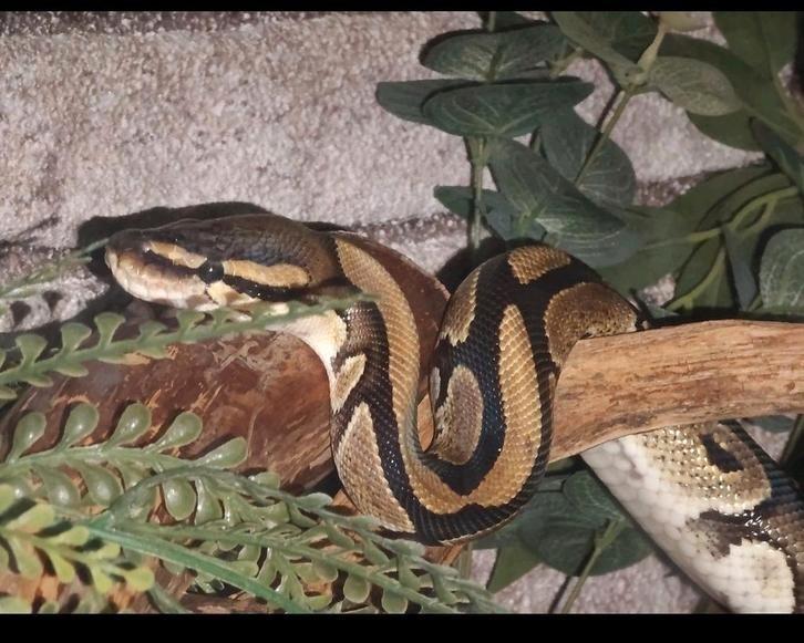 Lieve koningspython inclusief osb terrarium ZSMW