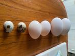 (broed) eieren eend, gans, emoe en kwartel, Eend, Geslacht onbekend