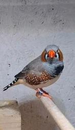 Te koop mooi mannetje zebravink, Mannelijk, Tropenvogel, Geringd