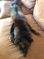 Vos - bont - sjaal, Ophalen of Verzenden