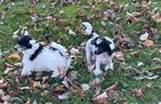 2 chinees crested dog .wit/zwart..teefjes 9 weken, Dieren en Toebehoren, Overige rassen, 8 tot 15 weken, Teef, Meerdere