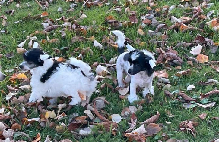 2 chinees crested dog .wit/zwart..teefjes 9 weken, Dieren en Toebehoren, Honden | Chihuahua's en Gezelschapshonden, Teef, Overige rassen