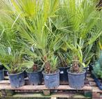 Dwergpalm - Chamaerops humilis, Volle zon, Vaste plant, Zomer, Ophalen