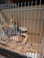 +/- 50 Valkparkieten in diverse kleuren, Dieren en Toebehoren, Meerdere dieren, Parkiet
