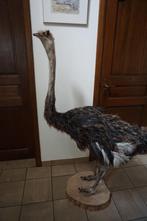 opgezette struisvogels groot en nandoe, Verzamelen, Dierenverzamelingen, Ophalen, Nieuw, Vogel, Opgezet dier