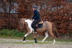 Een geweldige C pony met zeer veel uitstraling !️, Dieren en Toebehoren, Pony's, Gechipt, B, Ruin, Dressuurpony