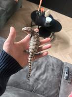 Merauke blauwtongskinks, Hagedis, Tam, 0 tot 2 jaar