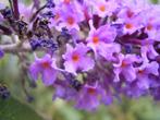 Vlinderstruik kleur Lila (1 meter hoog) Buddleja, Zomer, Vaste plant, Overige soorten, Ophalen