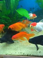 Sluierstaarten, Dieren en Toebehoren, Vissen | Aquariumvissen