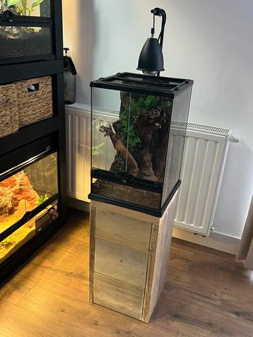 ExoTerra Terrarium 30x30x45cm + Standaard | Wimpergekko beschikbaar voor biedingen