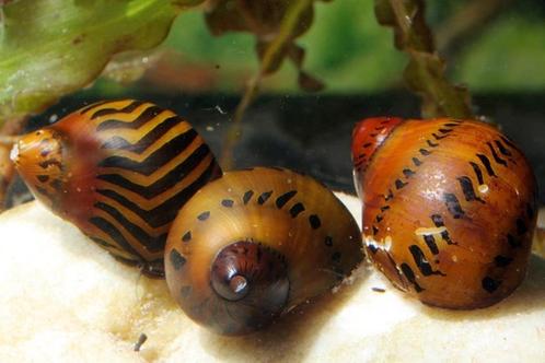 Neritina Sp. Assorted - Neritina Slak Mix, Dieren en Toebehoren, Vissen | Aquariumvissen, Zoetwatervis, Slak of Weekdier