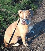 Old english bulldog * pup* stamboom*reu*, Dieren en Toebehoren, Honden | Bulldogs, Pinschers en Molossers, Rabiës (hondsdolheid)