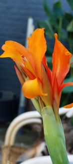 Canna bollen Oranje, Tuin en Terras, Bloembollen en Zaden, Ophalen of Verzenden, Voorjaar, Volle zon, Wortelstok