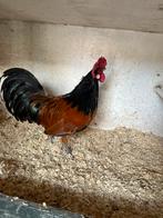 Vorwerk kriel haan, Dieren en Toebehoren, Pluimvee, Mannelijk, Kip