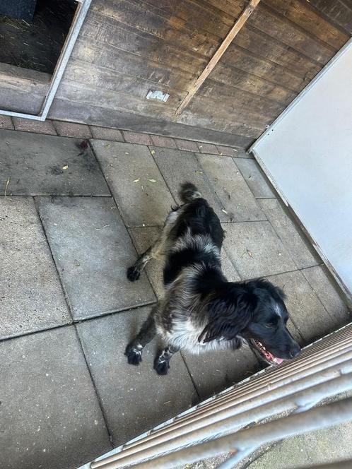 2 friese stabij’s, Dieren en Toebehoren, Honden | Niet-rashonden, Middel, Teef, Particulier, Meerdere, Nederland, 3 tot 5 jaar