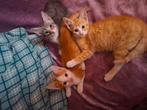 3 katertjes te koop rdam zuid, Dieren en Toebehoren, Katten en Kittens | Overige Katten, Kater