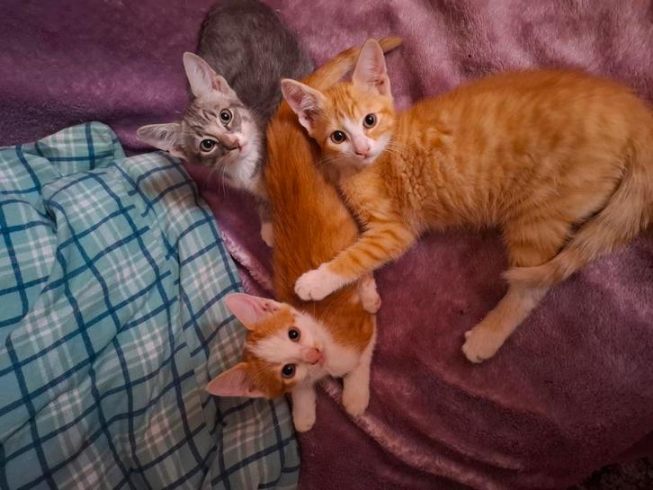 3 katertjes te koop rdam zuid, Dieren en Toebehoren, Katten en Kittens | Overige Katten, Kater