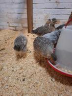 Creamlegnar hennetjes, Dieren en Toebehoren, Vrouwelijk, Kip