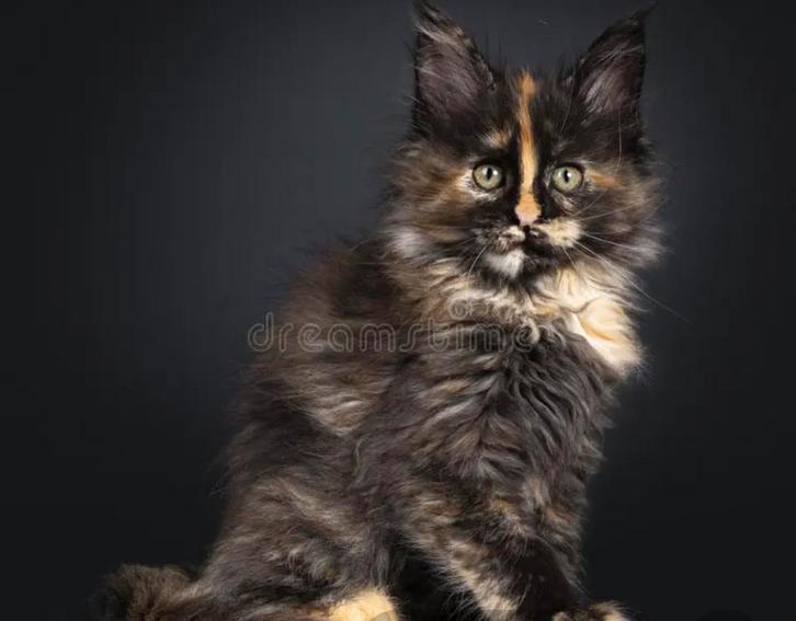 Gezocht maine coon poesje, Dieren en Toebehoren, Katten en Kittens | Raskatten | Langhaar, Poes