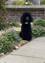 Prachtige zwarte Dwergpoedel pup met stamboom, Dieren en Toebehoren, Poedel, Rabiës (hondsdolheid), 15 weken tot 1 jaar, Reu