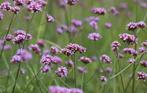 Jonge scheuten Verbena (IJzerhard), Volle zon, Tweejarig, Zomer, Ophalen