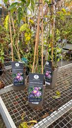 3 geurende klimrozen nu voor €30, Ophalen, Overige soorten, Minder dan 100 cm