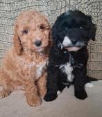 WIJ MOGEN VERHUIZEN 💞 Medium Australian labradoodle pups 💞, Dieren en Toebehoren, Parvo, Overige rassen, 8 tot 15 weken, Meerdere