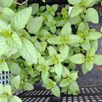 Chocolademunt, Ophalen, Volle zon, Vaste plant, Kruiden