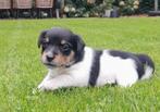 Jack Russells pups, Dieren en Toebehoren, Jack Russell Terriër, 8 tot 15 weken, CDV (hondenziekte), Meerdere