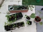 Moestuin planten, Ophalen, Volle zon, Groenteplanten, Eenjarig