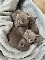 Britse korthaar kittens 🩷🐱🩵, Meerdere dieren, Gechipt, 0 tot 2 jaar