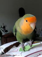 Gezocht agapornis roseicolli pop ong 2 jaar oud, Vrouwelijk, Tropenvogel