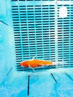 Prachtige kohaku koi van ongeveer 28cm, Dieren en Toebehoren, Vissen | Vijvervissen, Karper of Koi