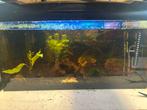 60L Aquarium + 100 blauwe garnalen, Dieren en Toebehoren, Ophalen of Verzenden, Zo goed als nieuw, Leeg aquarium