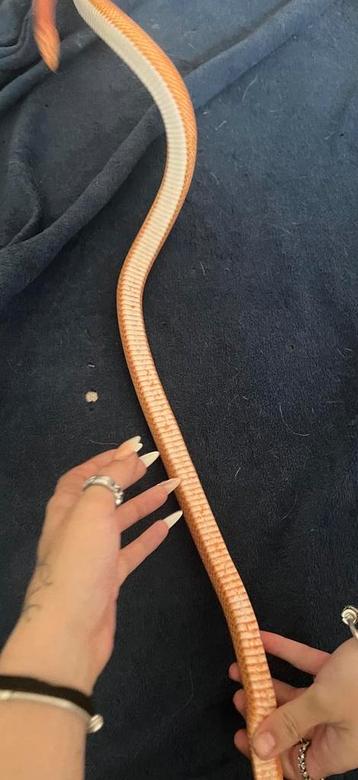 Roze/oranje rattenslangen 2 zusjes beschikbaar voor biedingen