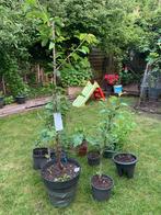 Diverse fruitbomen, Tuin en Terras, Planten | Fruitbomen, Ophalen, Minder dan 100 cm, Lente, Overige soorten