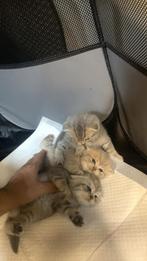 Scottish fold kittens ✨britsh kortehaar, Dieren en Toebehoren, Katten en Kittens | Overige Katten, Kater, Kortharig, 0 tot 2 jaar
