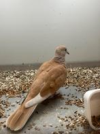 1-1 Tortelduif, Meerdere dieren, Tortelduif