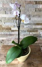 Orchidee wit in pot, Overige soorten, Minder dan 100 cm, Ophalen of Verzenden, Halfschaduw