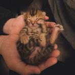 Bengaalse kittens, Dieren en Toebehoren, Katten en Kittens | Raskatten | Korthaar, Meerdere dieren, Ontwormd, 0 tot 2 jaar