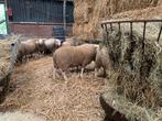 Noordhollander stamboek dek rammen te koop., Dieren en Toebehoren, Mannelijk, Schaap