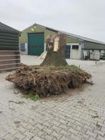 Boomstobbe en stam te koop, Tuin en Terras, Haardhout, 3 tot 6 m³, Ophalen, Eikenhout, Stammen