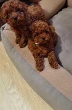 Poedel pups, Dieren en Toebehoren, Honden | Chihuahua's en Gezelschapshonden, Poedel, Rabiës (hondsdolheid), 8 tot 15 weken, Meerdere dieren