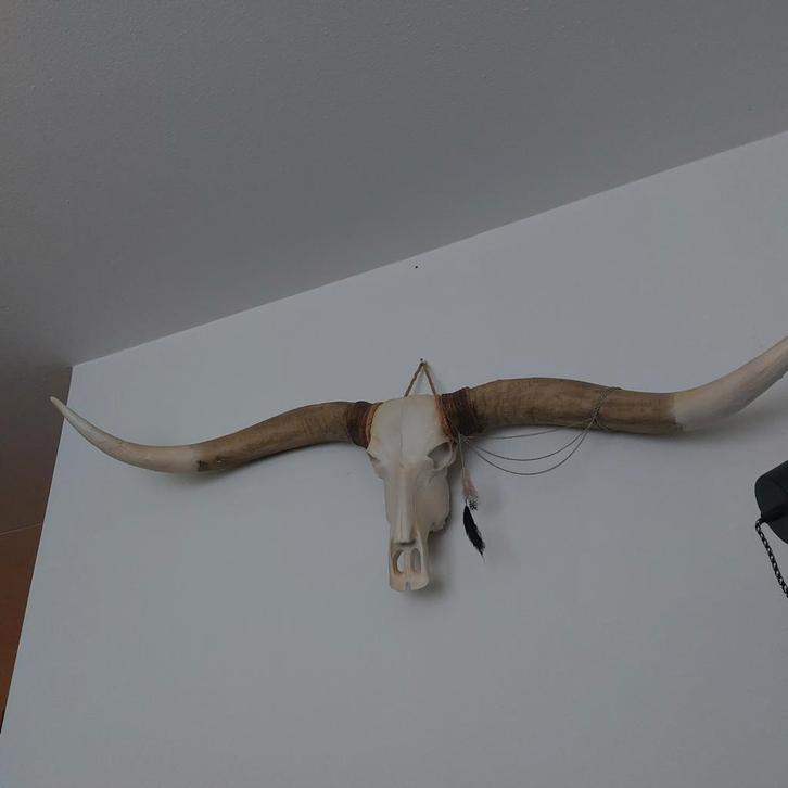 Bull Skull Kunststof Decoratie, Auto-onderdelen, Uitlaatsystemen, Universele onderdelen, Nieuw, Ophalen
