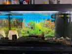 Aquarium te koop, Dieren en Toebehoren, Vissen | Aquaria en Toebehoren, Ophalen of Verzenden, Gevuld zoetwateraquarium