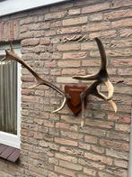 Geweitrofee - Hertengewei op schild, Ophalen