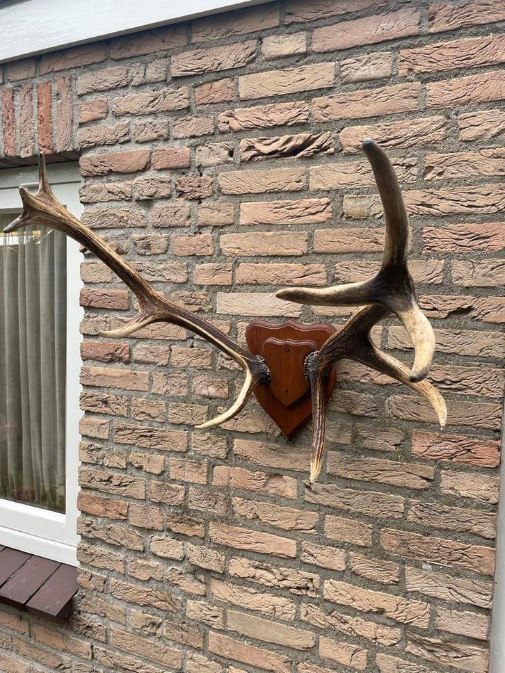 Geweitrofee - Hertengewei op schild, Antiek en Kunst, Antiek | Woonaccessoires, Ophalen