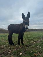 Poitou ezel hengst veulen, Dieren en Toebehoren, Overige Dieren, Maart, Mannelijk