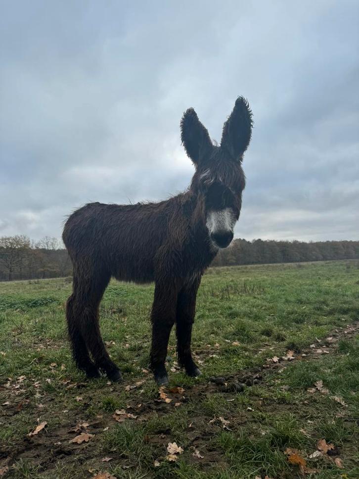Poitou ezel hengst veulen, Dieren en Toebehoren, Overige Dieren, Mannelijk, Maart