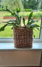 2 Hertsthoorn planten, Huis en Inrichting, Ophalen of Verzenden, Overige soorten, Minder dan 100 cm